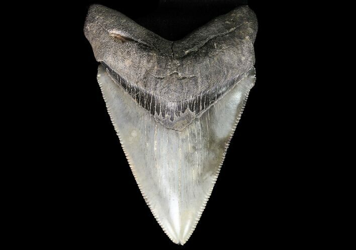 Serrated, Fossil Megalodon Tooth - Georgia #74490
